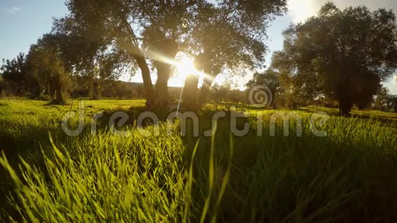 傍晚的阳光透过橄榄树照射在前景茂密的绿草上视频的预览图