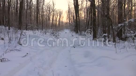 一只黄色头发的狗沿着雪地沿着小路跑视频的预览图