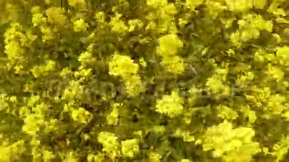 有人飞快地从上面飞过黄菜花的田野视频的预览图