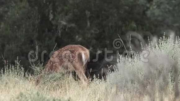 斑点小鹿和妈妈走在镜头外视频的预览图