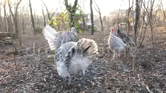后院的火鸡和火鸡母鸡视频的预览图