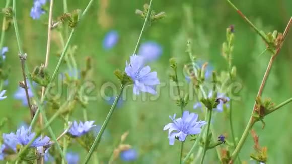自然背景上的蓝色花朵野生菊苣的花朵视频的预览图
