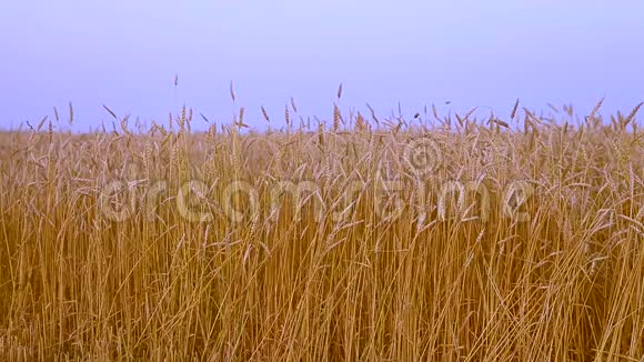 麦田金黄的麦穗近了美丽自然日落景观阳光下的乡村风光视频的预览图