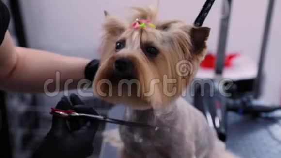 梳毛狗狗在宠物温泉沙龙特写会上剪头发视频的预览图