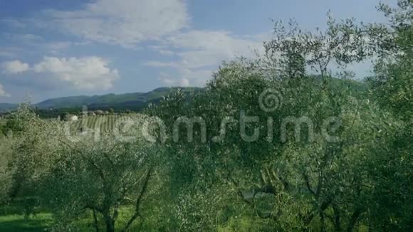 从托斯卡纳橄榄园观赏葡萄园视频的预览图