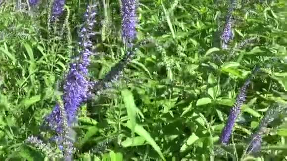 维罗妮卡隆尼菲利亚田野里的野花录像镜头运动摄像机视频的预览图