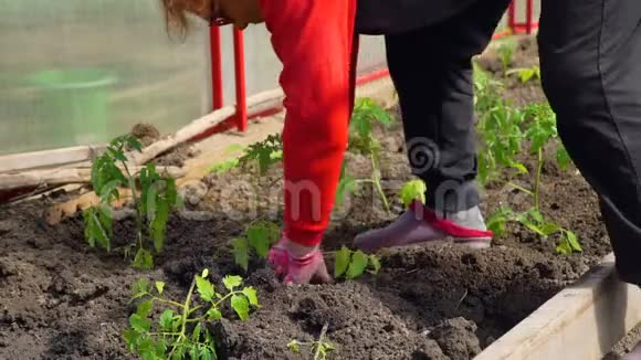 手种植有机番茄视频的预览图