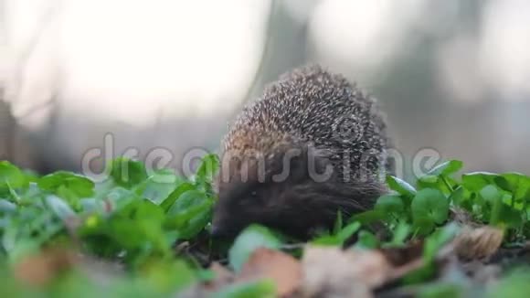 森林刺猬的小卫士在寻找食物时巡视他的邻居稳住凸轮慢镜头视频的预览图
