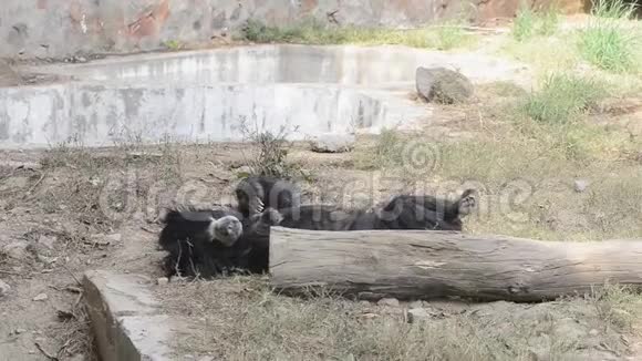 印度新德里动物园里的一只树懒熊视频的预览图