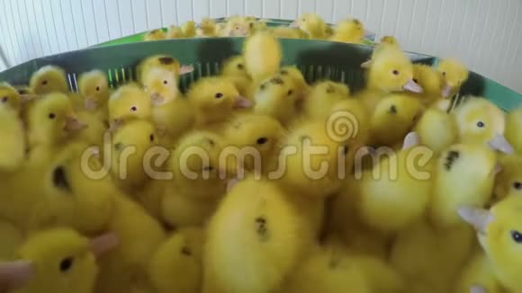 盒子里有黄色的小鸭子视频的预览图