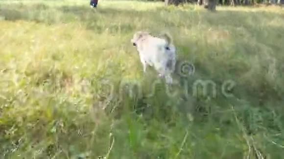 跟着一只狗在田里跑为年轻人拉布拉多犬或金毛猎犬在男主人的身后慢跑视频的预览图