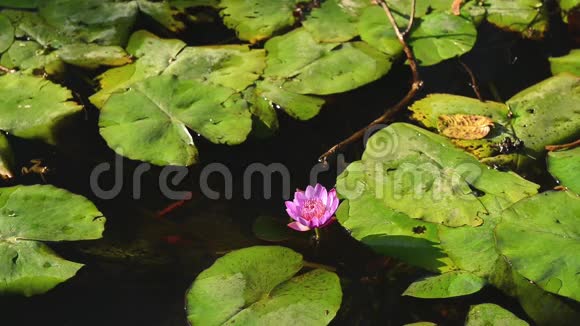 一组美丽的莲花在沼泽中呈现出生动的粉红色视频的预览图