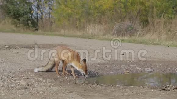 美丽的狐狸在现场在全高清狐狸在寻找食物野生动物高清高清视频的预览图