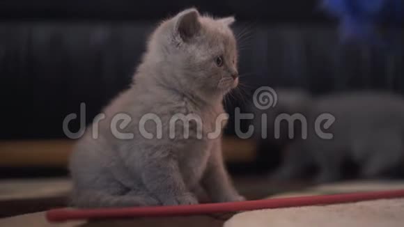 苏格兰最可爱的小猫的肖像4K视频的预览图