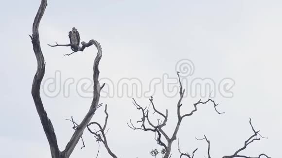 格里芬黑秃鹫国家公园印度视频的预览图