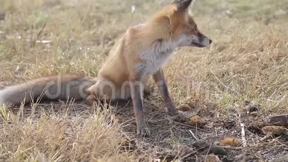 美丽的狐狸在现场在全高清狐狸在寻找食物野生动物高清高清视频的预览图