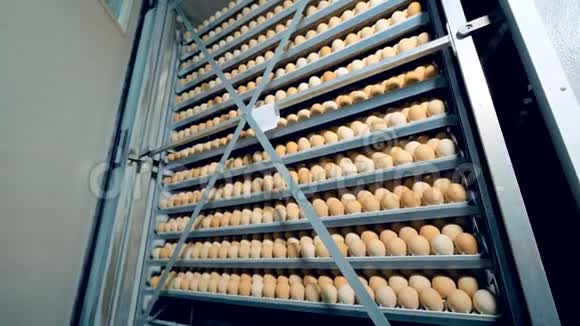 家禽的鸡卵生产农场孵化器现代农业装备鸡卵孵化4K视频的预览图