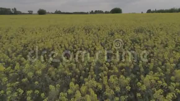 农业领域用盛开的黄油菜映衬着蓝天视频的预览图