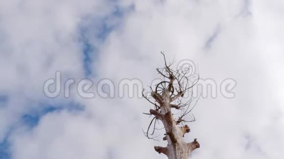 无枝无叶的树作鹳鸟巢视频的预览图