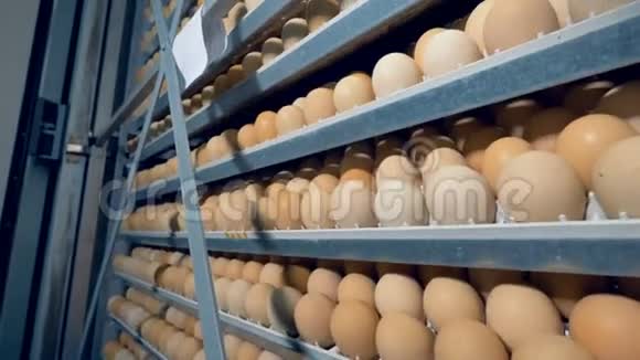 鸡蛋架鸡蛋架在保温箱里4K视频的预览图