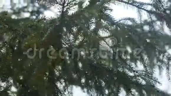 云杉的绿色枝条与水滴紧密视频的预览图