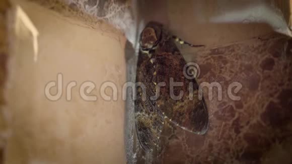 浴室里的大蝴蝶视频的预览图