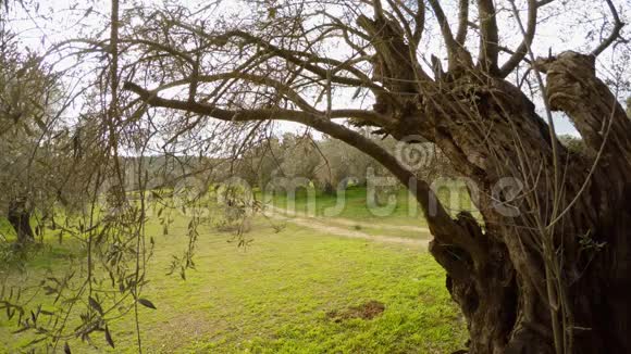 从冬天花园里一棵老橄榄树的枝条和树冠后面看视频的预览图