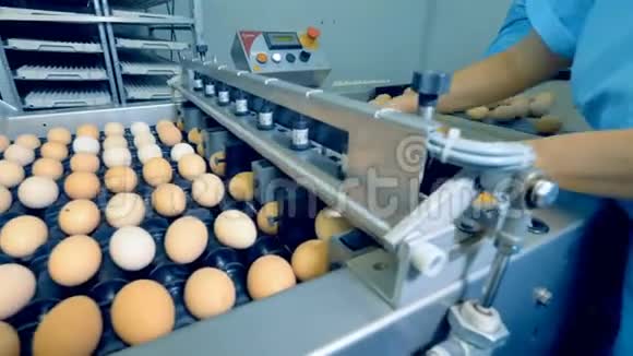 禽现代化设备鸡蛋在自动化生产线上移动4K视频的预览图