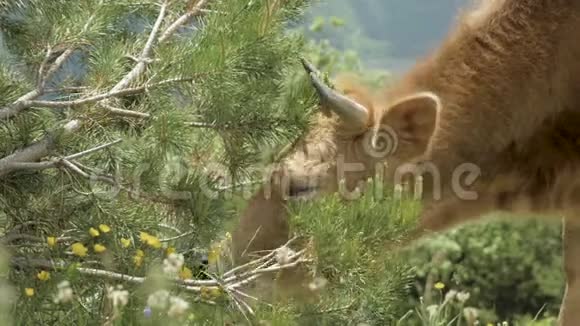 奶牛在佐治亚州高加索山区吃云杉针视频的预览图