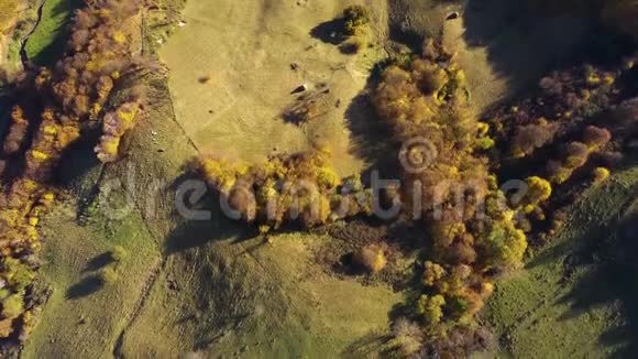秋天的草地和森林4k空中无人机视频视频的预览图