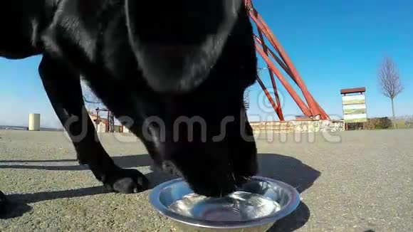 一只狗在喝水视频的预览图