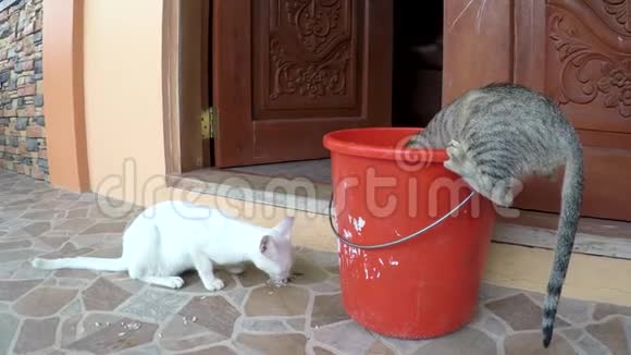 两只猫吃着桶里剩下的食物视频的预览图