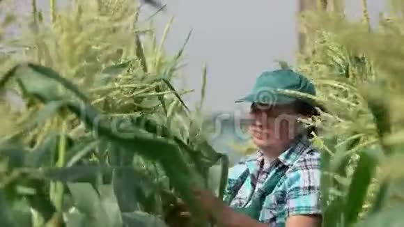 女人检查玉米植物视频的预览图