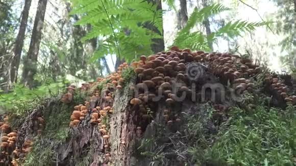 腐烂的树干上有一大簇散发状的仙人砚帽蘑菇视频的预览图