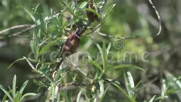 沙棘枝条上的大甲虫视频的预览图