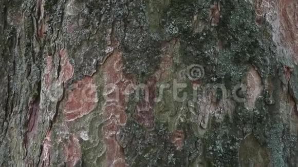 树皮在自然环境中部分树干有漂亮的装饰树皮视频的预览图