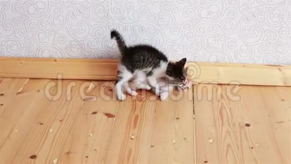 两只小猫互相玩摔跤小猫视频的预览图