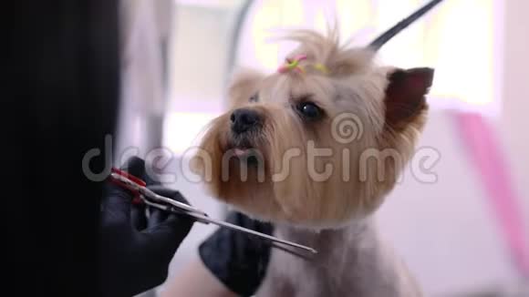 梳毛狗狗在宠物温泉沙龙特写会上剪头发视频的预览图