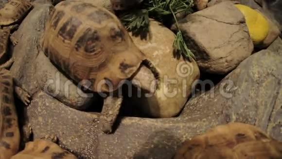 海龟在一个石头特写视频的预览图