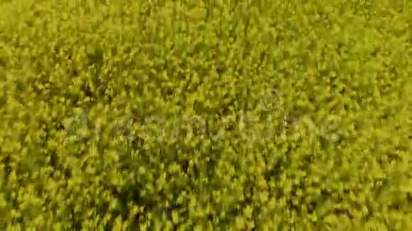 在晴朗的天气里鸟瞰油菜花田的空中景色明亮的黄色和背景中忧郁的天空视频的预览图