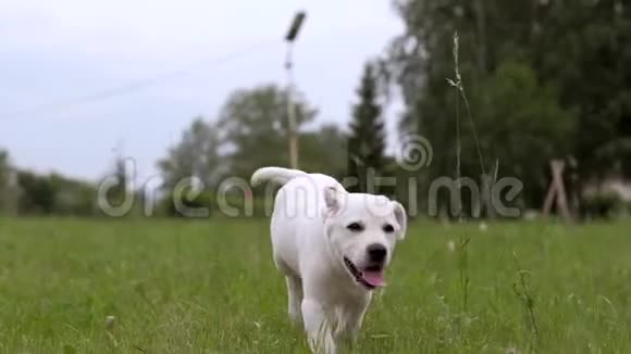 公园里奔跑的白色拉布拉多犬视频的预览图