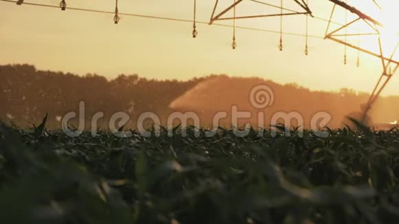 灌溉玉米田的农业灌溉系统视频的预览图