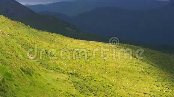 绵羊在山上行走时间流逝视频的预览图