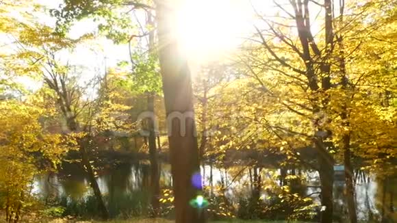 金红色的叶子在湖边的秋林中随风飘动视频的预览图