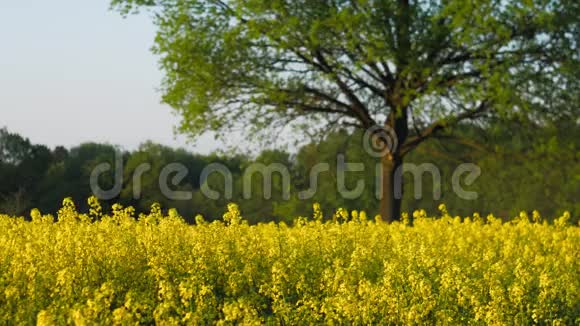 一片盛开的鲜黄色油菜地背景是一棵大橡树视频的预览图