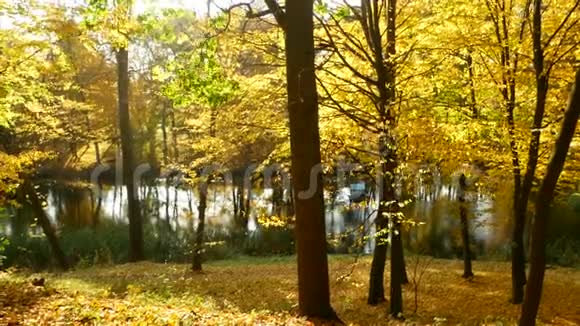 金红色的叶子在湖边的秋林中随风飘动视频的预览图