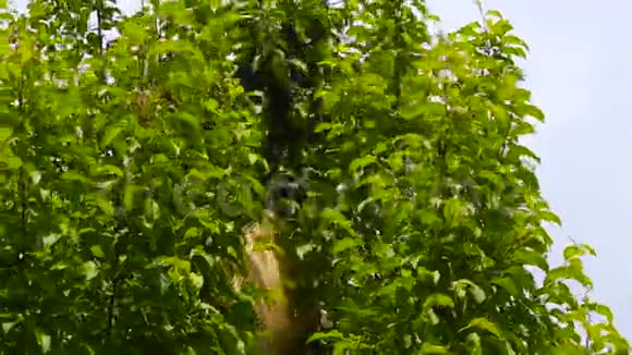 蜂群被困在一棵树上蜂群被抓住了视频的预览图