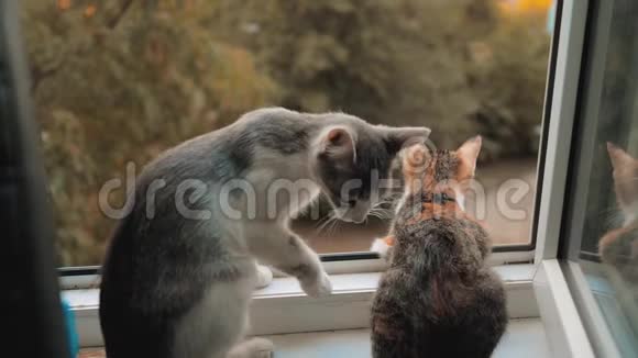 猫和小猫坐在一扇开着的窗户上看着大自然这只小猫在房子的窗户上感到悲伤视频的预览图