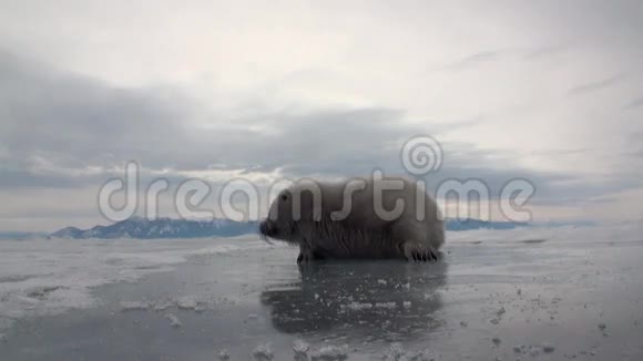俄罗斯贝加尔湖冰面上的白色新生海豹回首往事视频的预览图