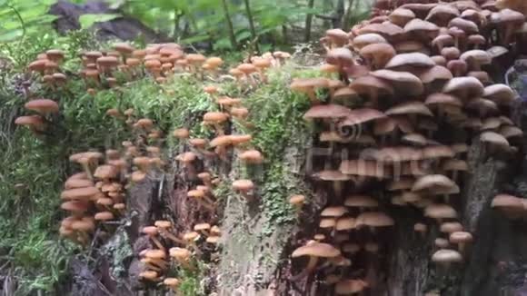 腐烂的树干上有一大簇散发状的仙人砚帽蘑菇视频的预览图